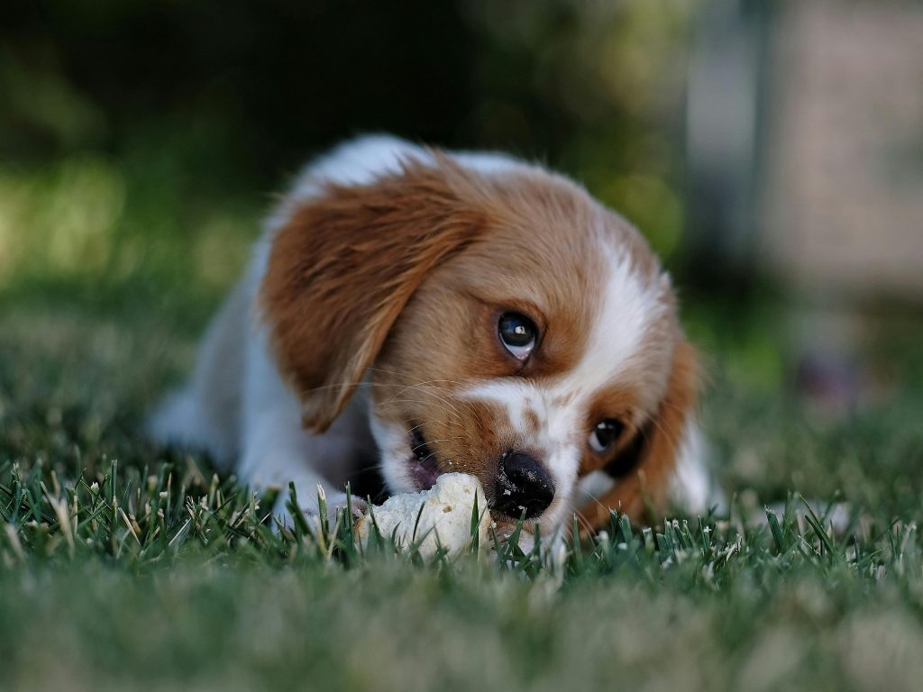 Cute puppy chewing on a bone while lying on grassy lawn. Perfect pet portrait.